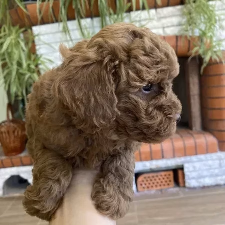 Toy Poodle puppies, 7 weeks old, Jackson (New Jersey)
