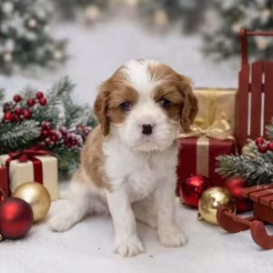 Cavalier King Charles Spaniel Puppies for Sale in Texas (TX)