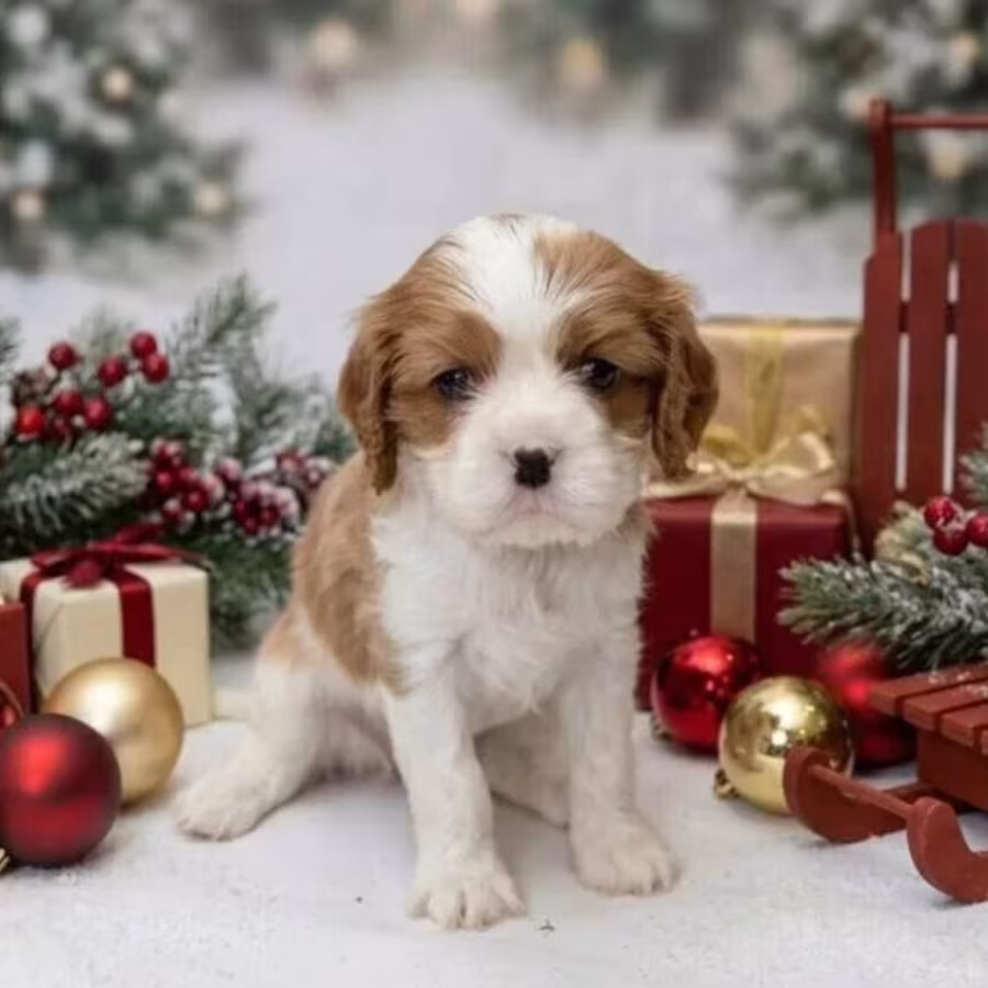 Cavalier King Charles Spaniel Puppies for Sale in Texas (TX)
