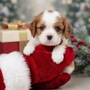 Cavalier King Charles Spaniel Puppies for Sale in Texas (TX)