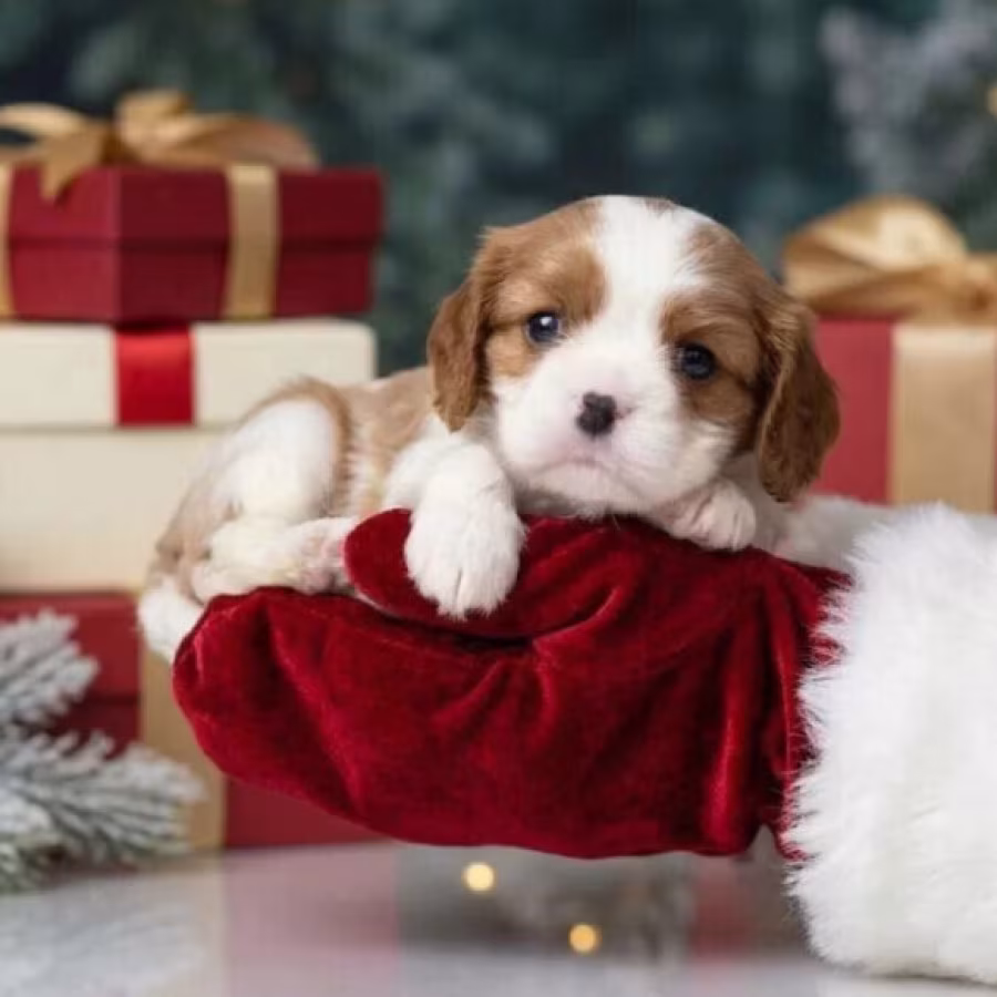 Cavalier King Charles Spaniel Puppies for Sale in Texas (TX)