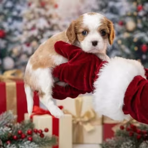 Cavalier King Charles Spaniel Puppies for Sale in Texas (TX)