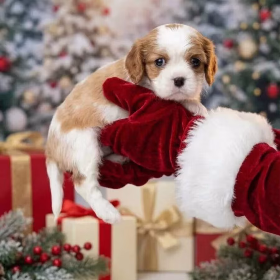 Cavalier King Charles Spaniel Puppies for Sale in Texas (TX)