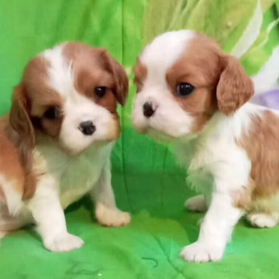 Cavalier King Charles Spaniel Puppies for Sale in New York (NY)