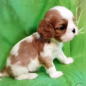 Cavalier King Charles Spaniel Puppies for Sale in New York (NY)