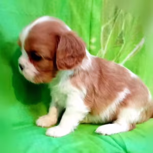 Cavalier King Charles Spaniel Puppies for Sale in New York (NY)