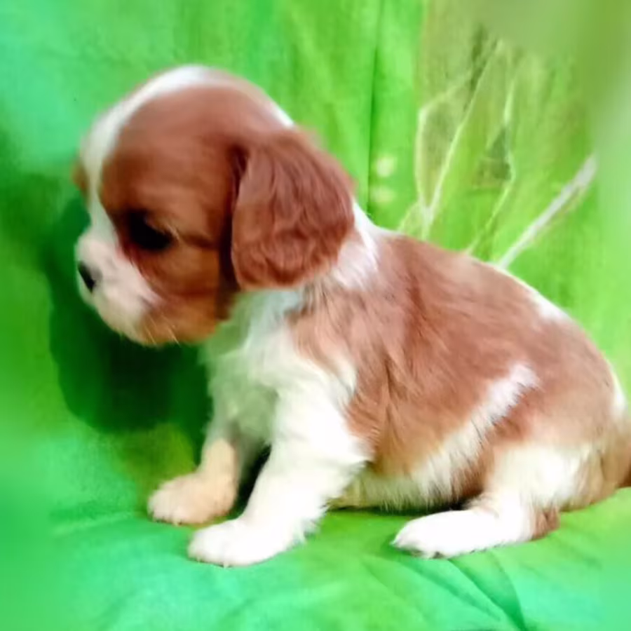 Cavalier King Charles Spaniel Puppies for Sale in New York (NY)