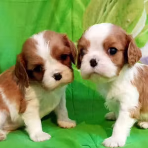Cavalier King Charles Spaniel Puppies for Sale in New York (NY)