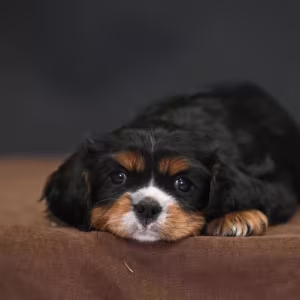 Cavalier King Charles Spaniel Male Puppy for Sale in Texas (TX)
