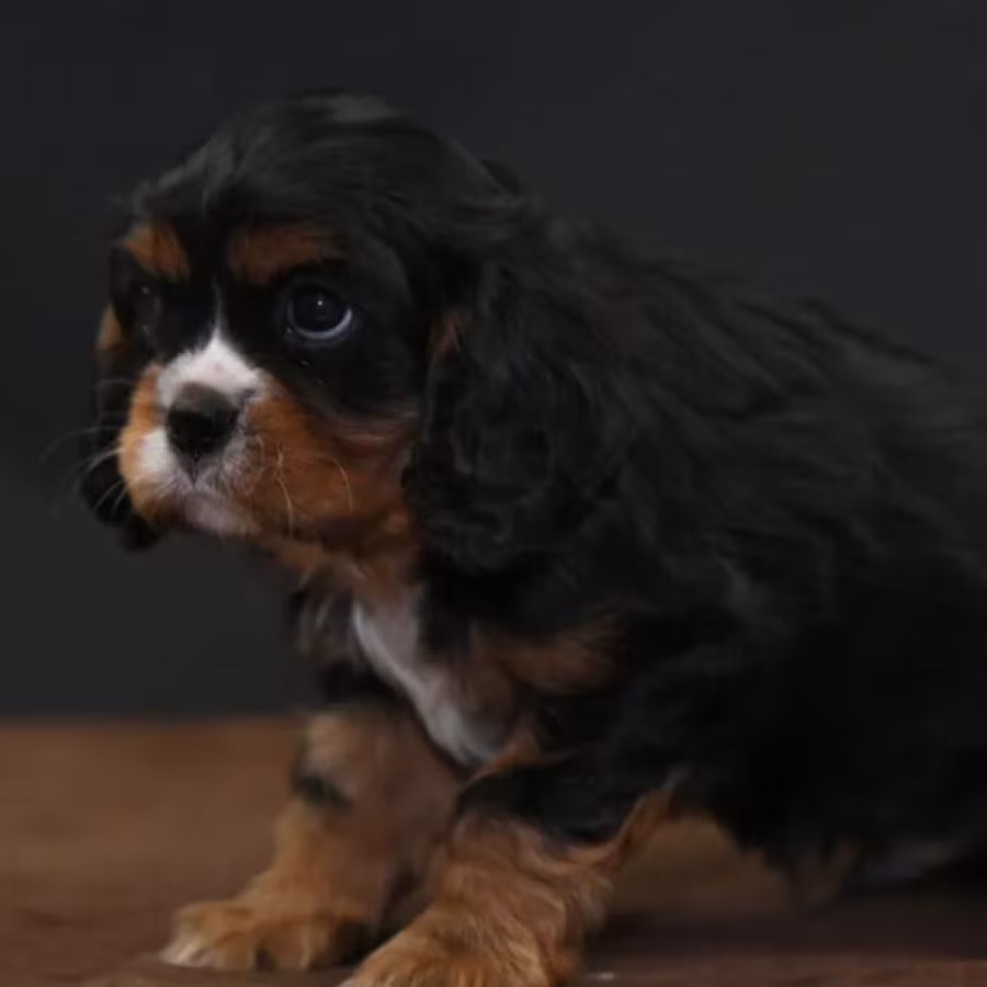Cavalier King Charles Spaniel Male Puppy for Sale in Texas (TX)