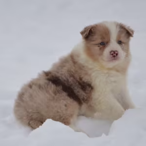 Collie Puppies for Sale in New Jersey (NJ)