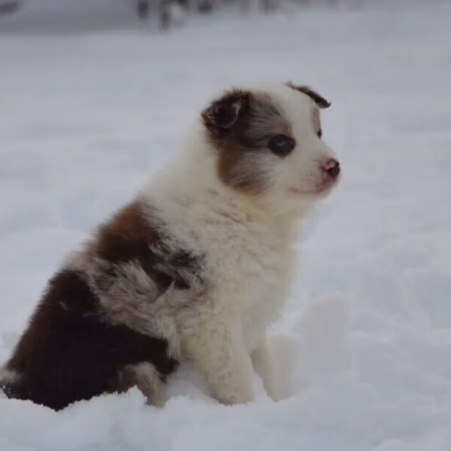Collie Puppies for Sale in New Jersey (NJ)