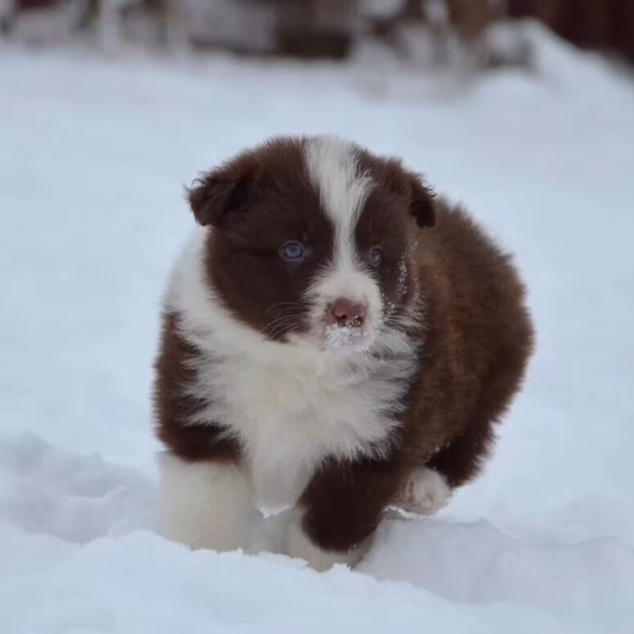 Collie Puppies for Sale in New Jersey (NJ)