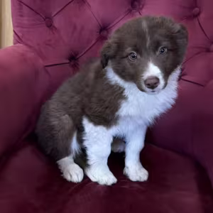 Long-Haired Collie Female Puppy for Sale in Florida (FL)