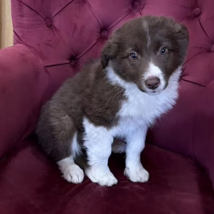 Long-Haired Collie Female Puppy for Sale in Florida (FL)