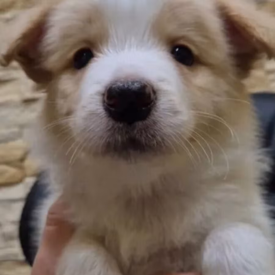 Border Collie Male Puppy for Sale in New York (NY)