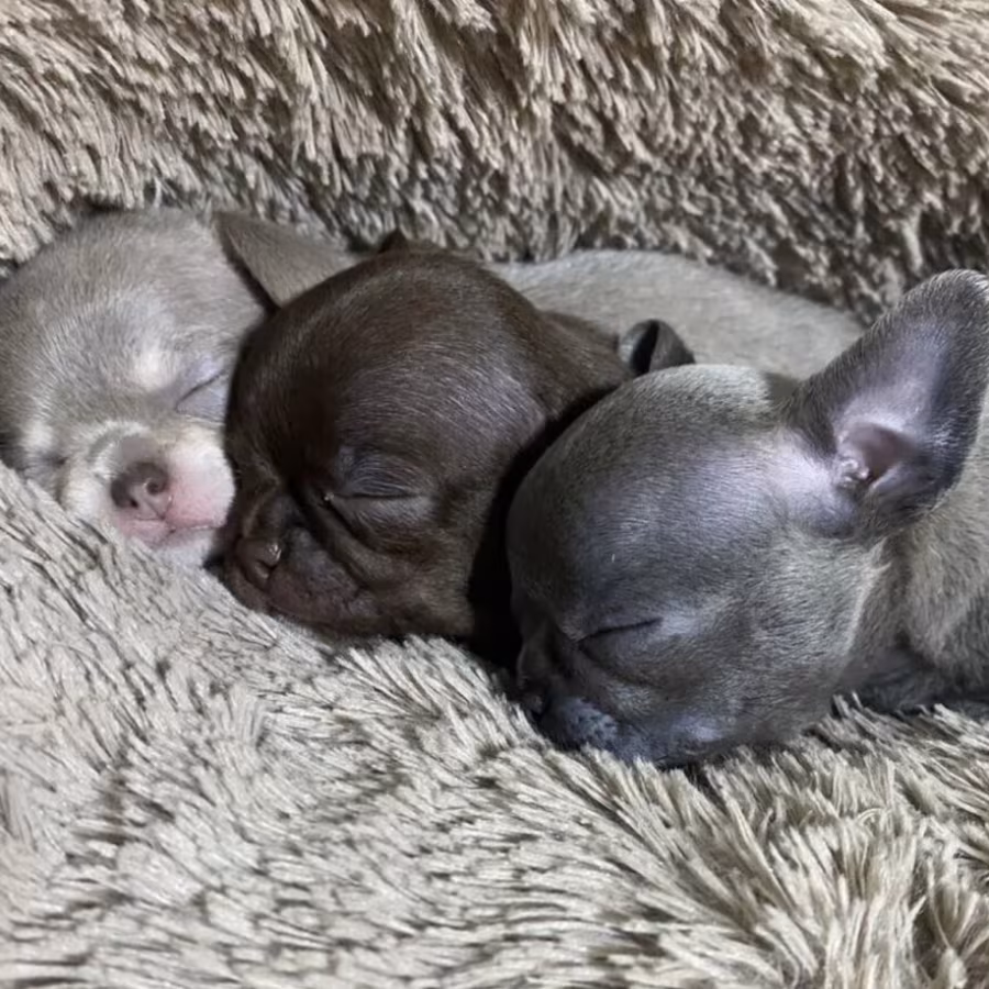 Chihuahua Puppies for Sale in California (CA)