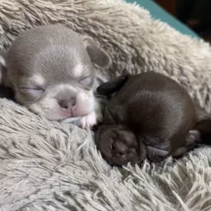 Chihuahua Puppies for Sale in California (CA)