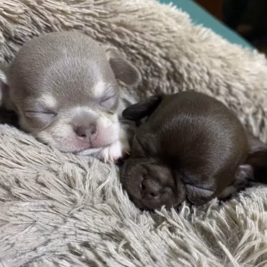 Chihuahua Puppies for Sale in California (CA)
