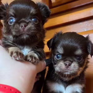 Chihuahua Male Puppies for Sale in Texas (TX)