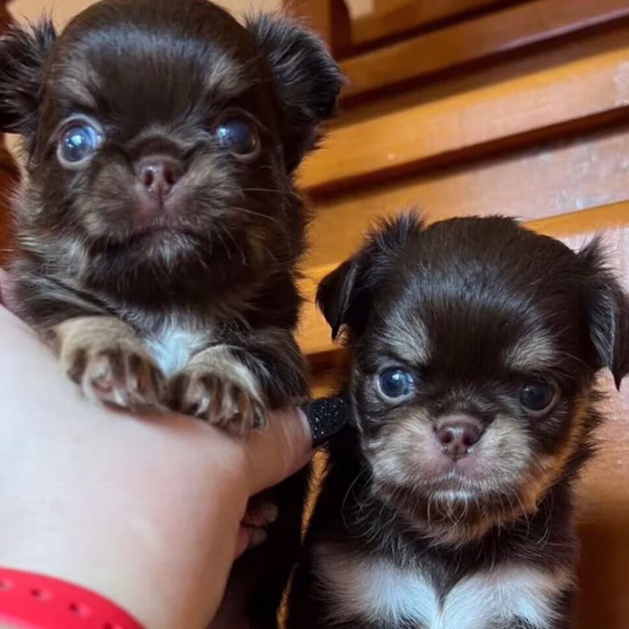 Chihuahua Male Puppies for Sale in Texas (TX)