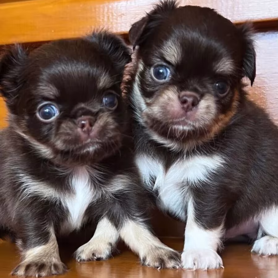 Chihuahua Male Puppies for Sale in Texas (TX)