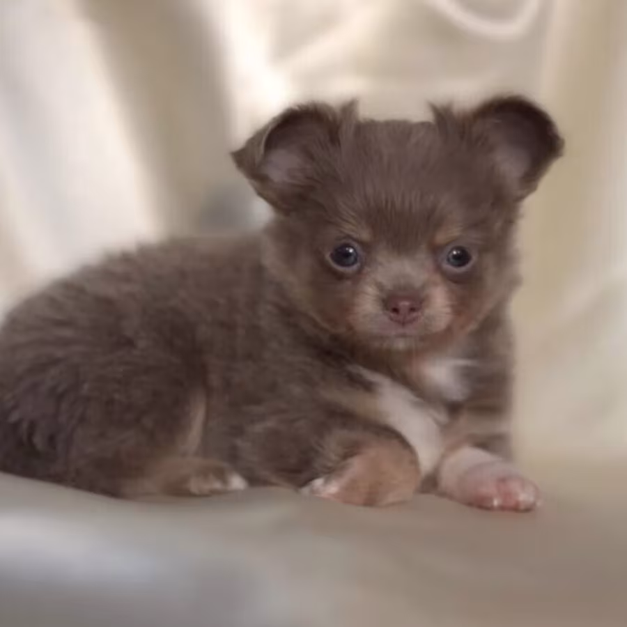 Chihuahua Male Puppy for Sale in Colorado (CO)