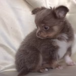 Chihuahua Male Puppy for Sale in Colorado (CO)