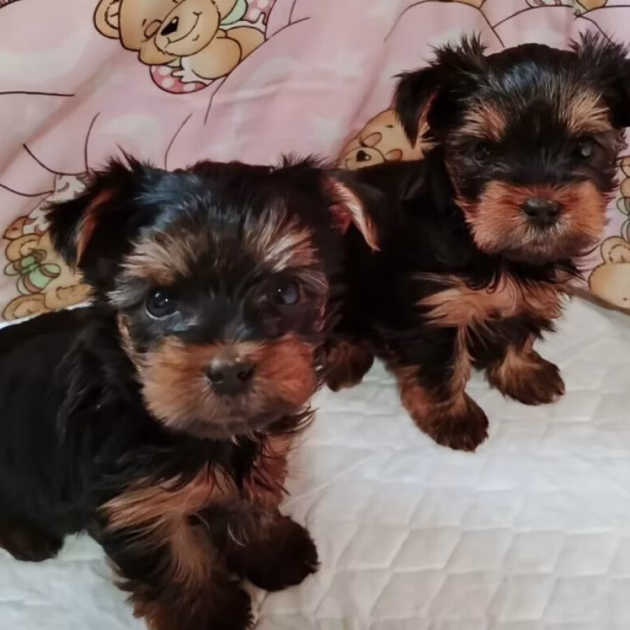 Yorkshire Terrier Puppies for Sale in California (CA)