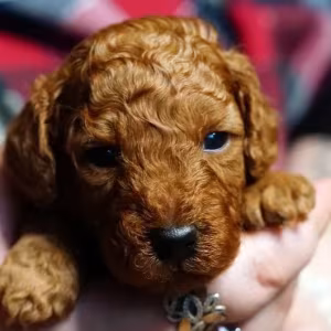 Toy Poodle puppies, 2 months old, Detroit (Michigan)