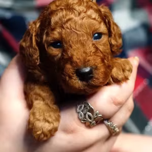 Toy Poodle puppies, 2 months old, Detroit (Michigan)