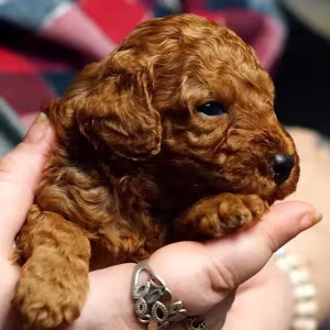 Toy Poodle puppies, 2 months old, Detroit (Michigan)