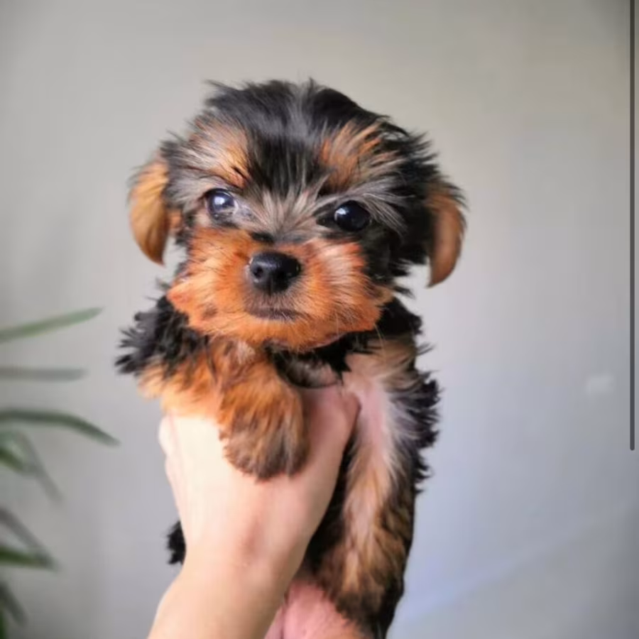Yorkshire Terrier Female Puppy for Sale in Texas (TX)