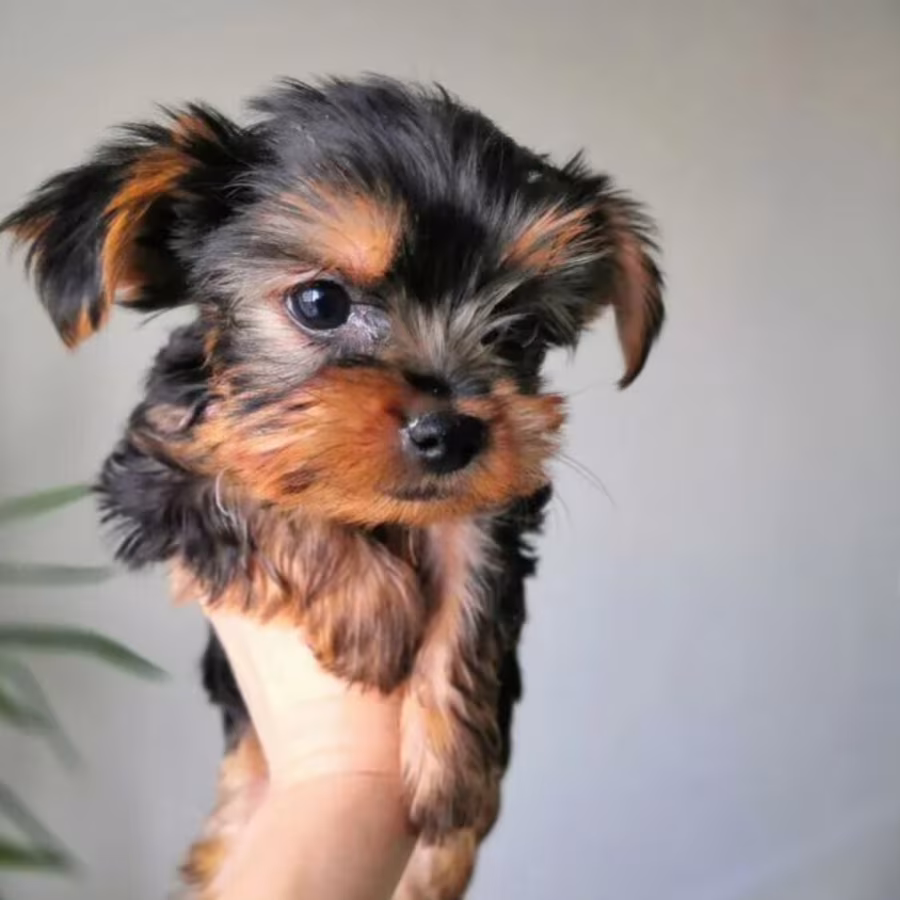 Yorkshire Terrier Female Puppy for Sale in Texas (TX)