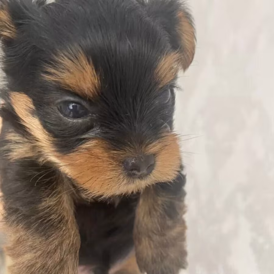 Yorkshire Terrier Puppies for Sale in California (CA)