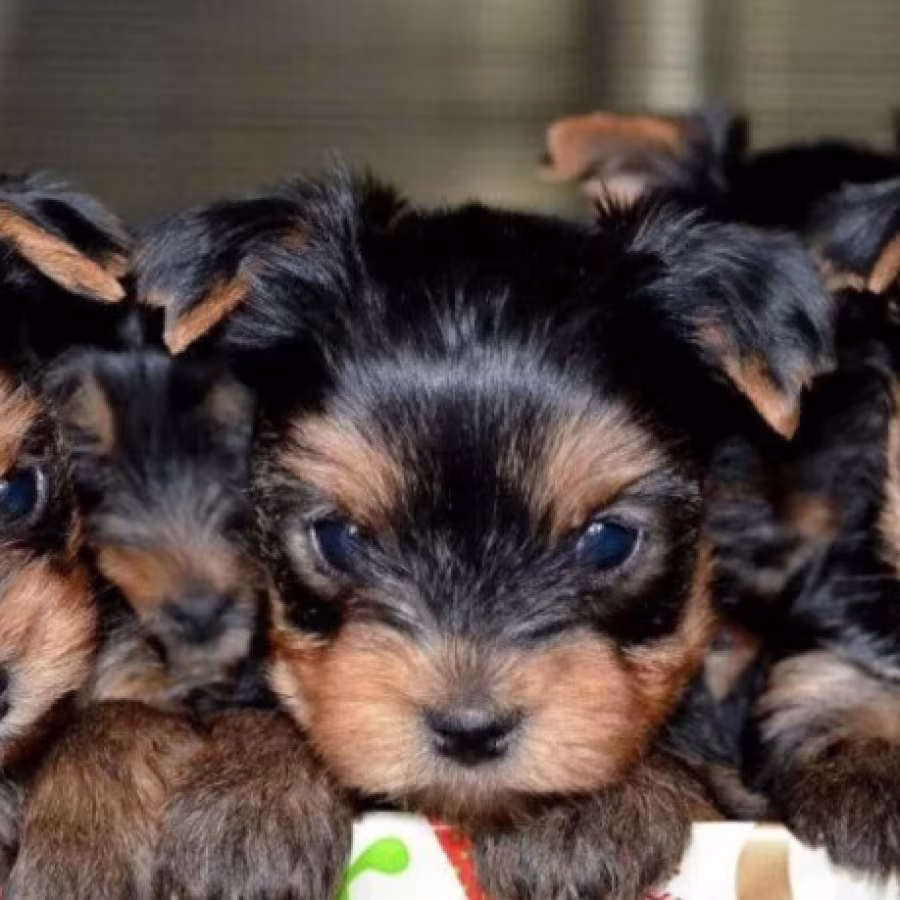 Yorkshire Terrier Puppies for Sale in California (CA)