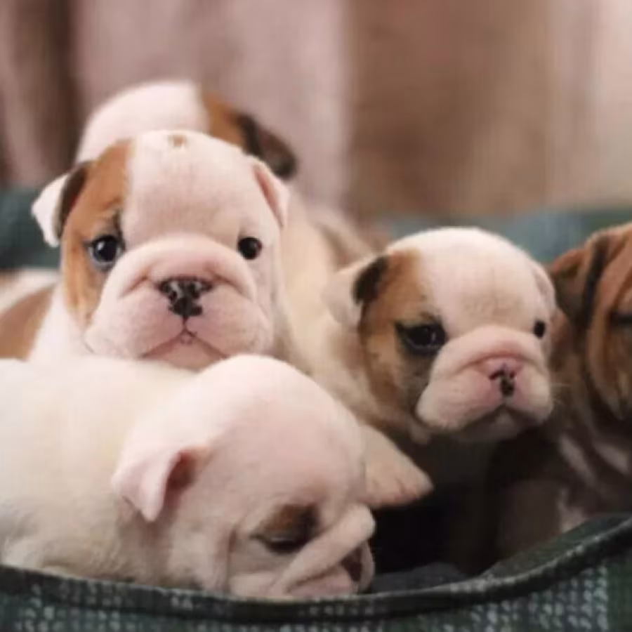English Bulldog Puppies for Sale in New York (NY)