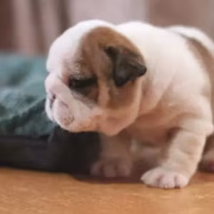 English Bulldog Puppies for Sale in New York (NY)