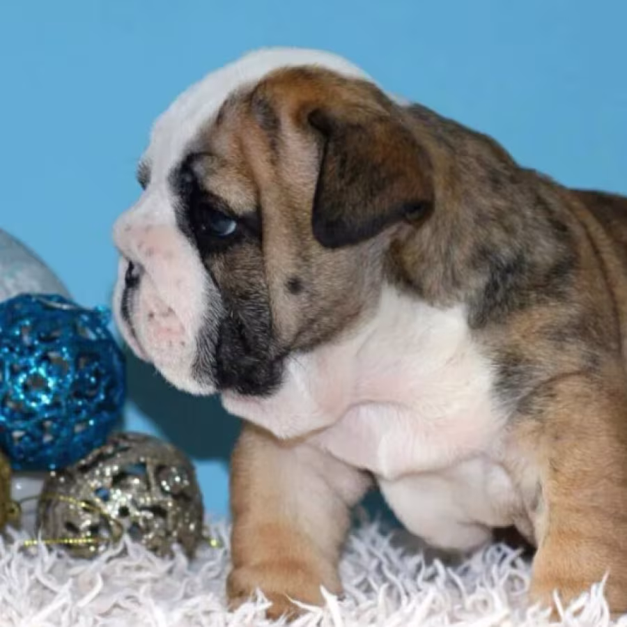 English Bulldog Female Puppy for Sale in New York (NY)