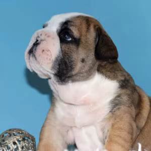 English Bulldog Female Puppy for Sale in New York (NY)