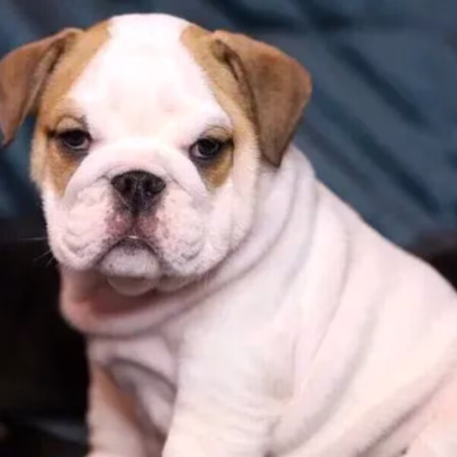 English Bulldog Male Puppy for Sale in New York (NY)