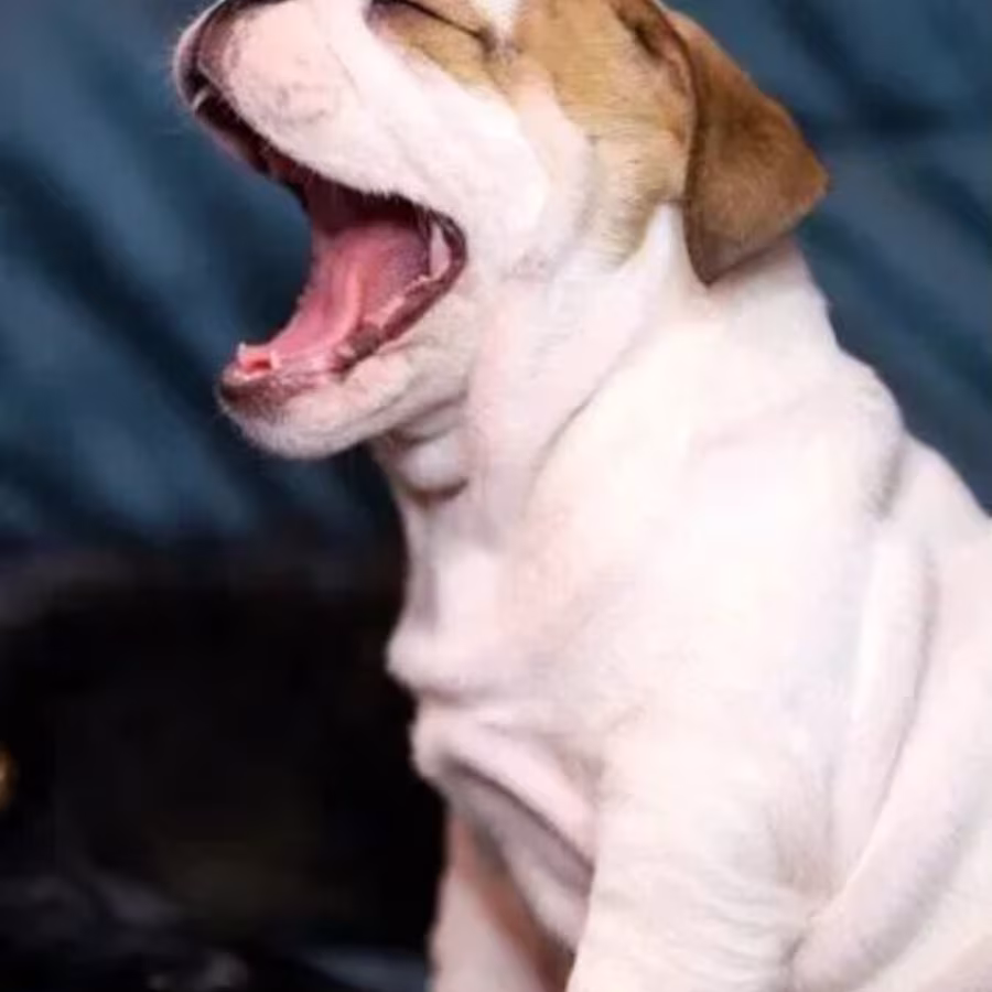 English Bulldog Male Puppy for Sale in New York (NY)