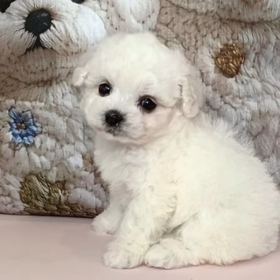 Bichon Frise Puppies for Sale in Ohio (OH)