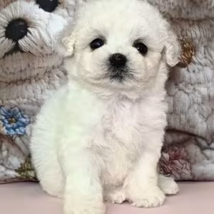 Bichon Frise Puppies for Sale in Ohio (OH)