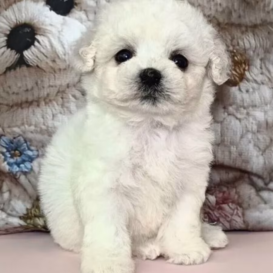 Bichon Frise Puppies for Sale in Ohio (OH)