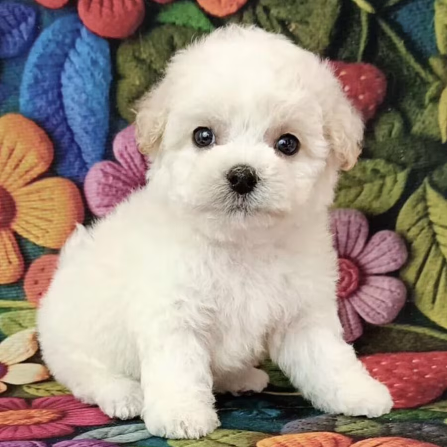 Bichon Frise Puppies for Sale in Ohio (OH)