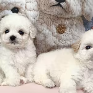 Bichon Frise Puppies for Sale in Ohio (OH)