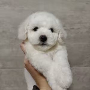Bichon Frise Female Puppy for Sale in New York (NY)