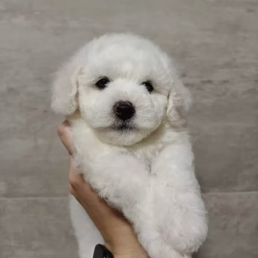 Bichon Frise Female Puppy for Sale in New York (NY)