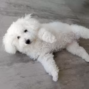 Bichon Frise Female Puppy for Sale in New York (NY)
